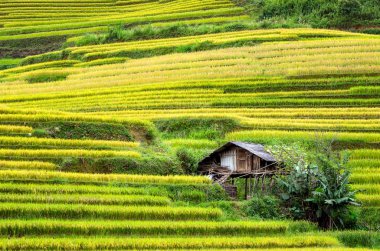 Yeşil pirinç tarlaları 