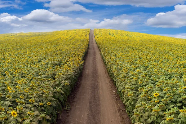 Beautiful sunflower field — Stock Photo, Image