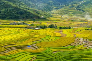 Yeşil pirinç tarlaları 