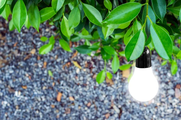 Glödlampa med gröna blad av träd — Stockfoto