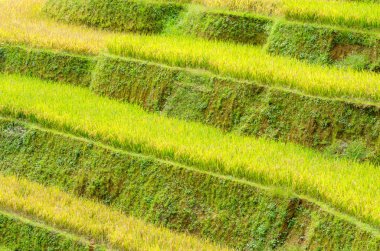 Yeşil pirinç tarlaları 