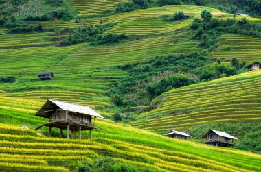 Yeşil pirinç tarlaları 