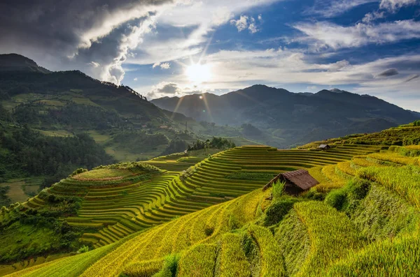 Campos de arroz verde — Fotografia de Stock