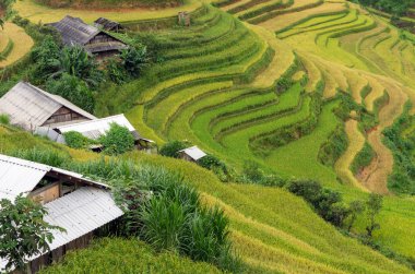 Yeşil pirinç tarlaları 