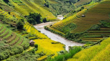 Yeşil pirinç tarlaları 