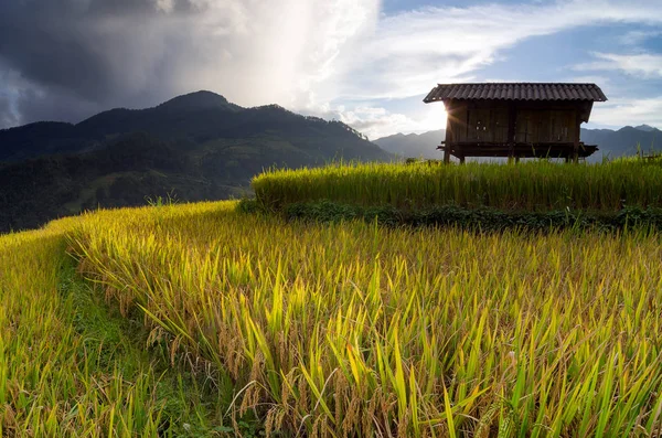 Zelená rýžová pole — Stock fotografie