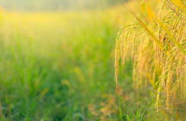 Tarlalarda pirinç tarlası