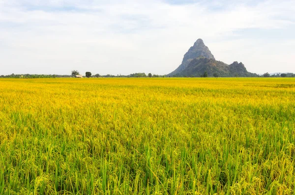 Gyönyörű tájak, rizsföldek — Stock Fotó