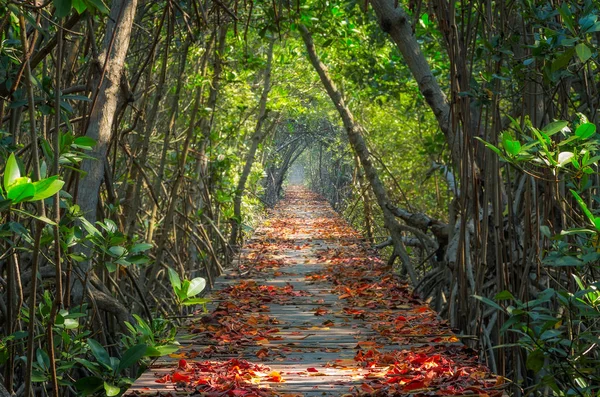 Міст в осінній ліс . — стокове фото