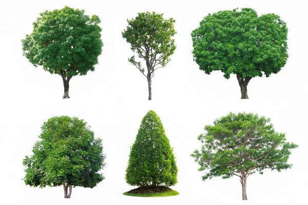 Coleção de árvores verdes — Fotografia de Stock