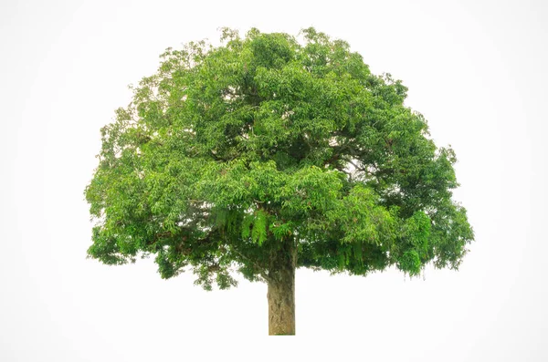 Baum mit grünem Laub — Stockfoto