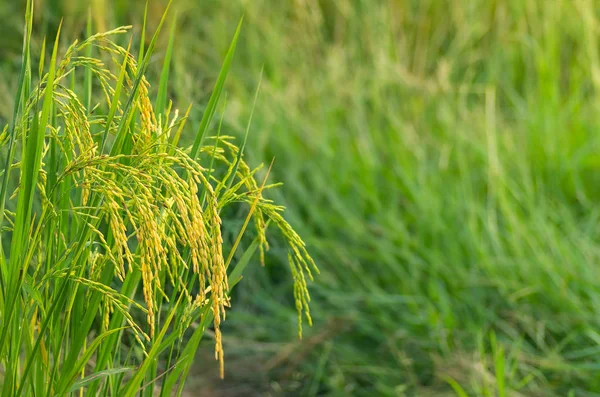 Pole ryżowe na użytkach rolnych — Zdjęcie stockowe