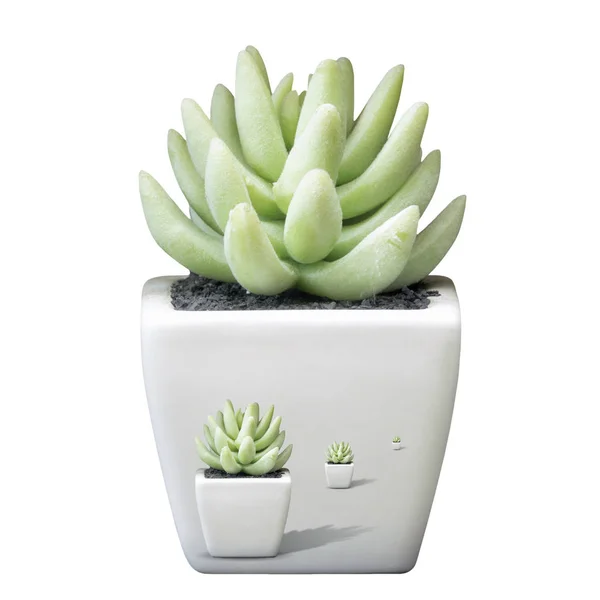 Aloe vera i små vita krukor — Stockfoto