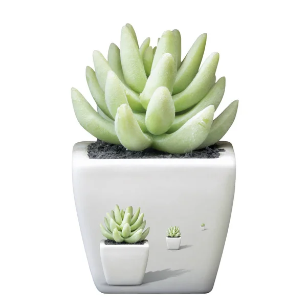 Aloe vera dans de petits pots blancs — Photo