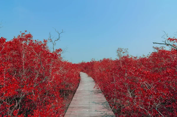 Sonbahar ormana köprü — Stok fotoğraf