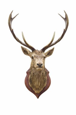 Doldurulmuş geyik kafası