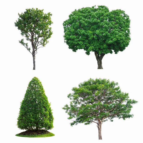 Green tree collection — Stock Photo, Image
