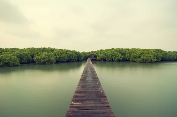 Мост, ведущий в мангровый лес — стоковое фото