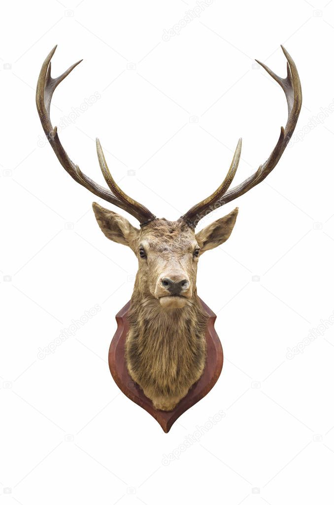 Stuffed deer head