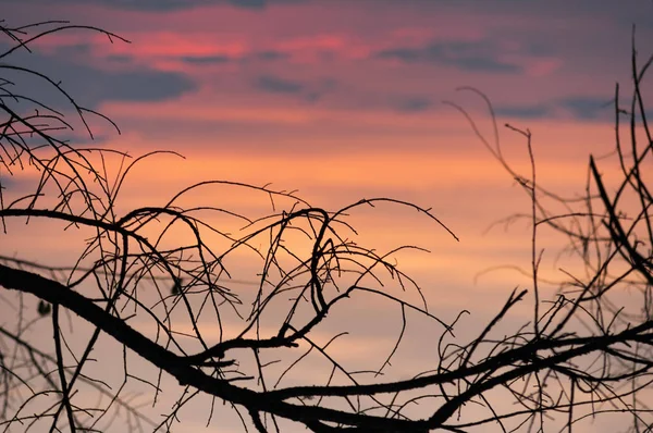 Bare branches of tree — Stock Photo, Image