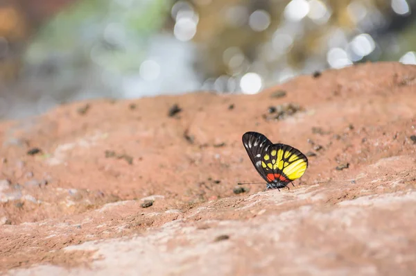 Загальні Єзавель метелик — стокове фото