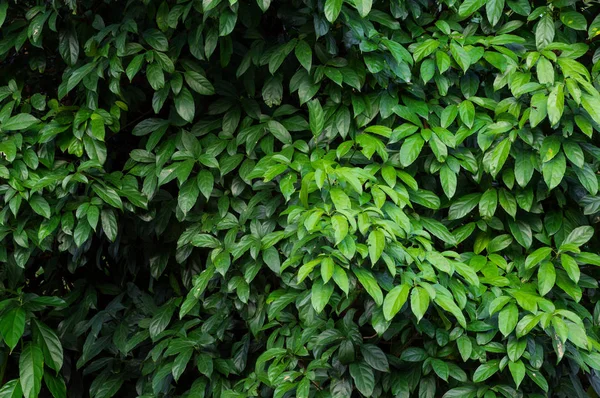 Beautiful green of foliage — Stock Photo, Image