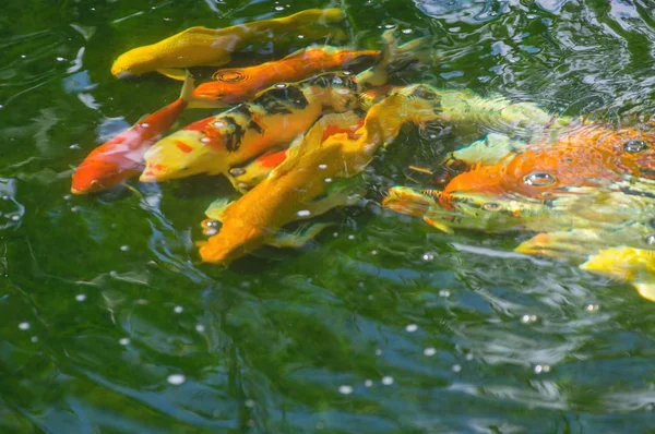 Pesci carpa che nuotano in acqua — Foto Stock
