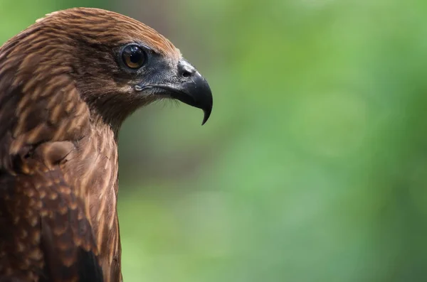 Beautiful black kite — Stock Photo, Image