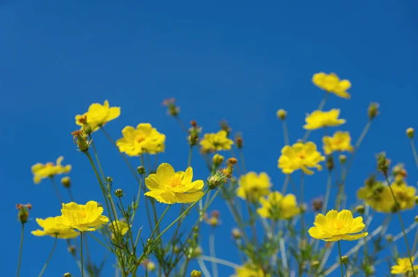 Beautiful yellow colorful daisies — Stock Photo, Image