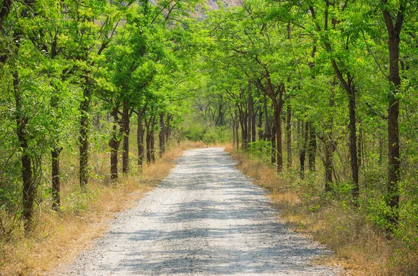 Countryside road in forest — Stock Photo, Image