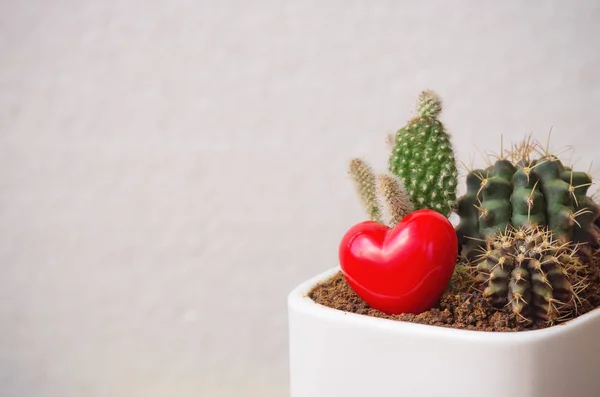 Coeur et cactus en pot blanc — Photo