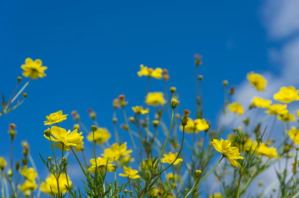 Beautiful yellow colorful daisies — Stock Photo, Image