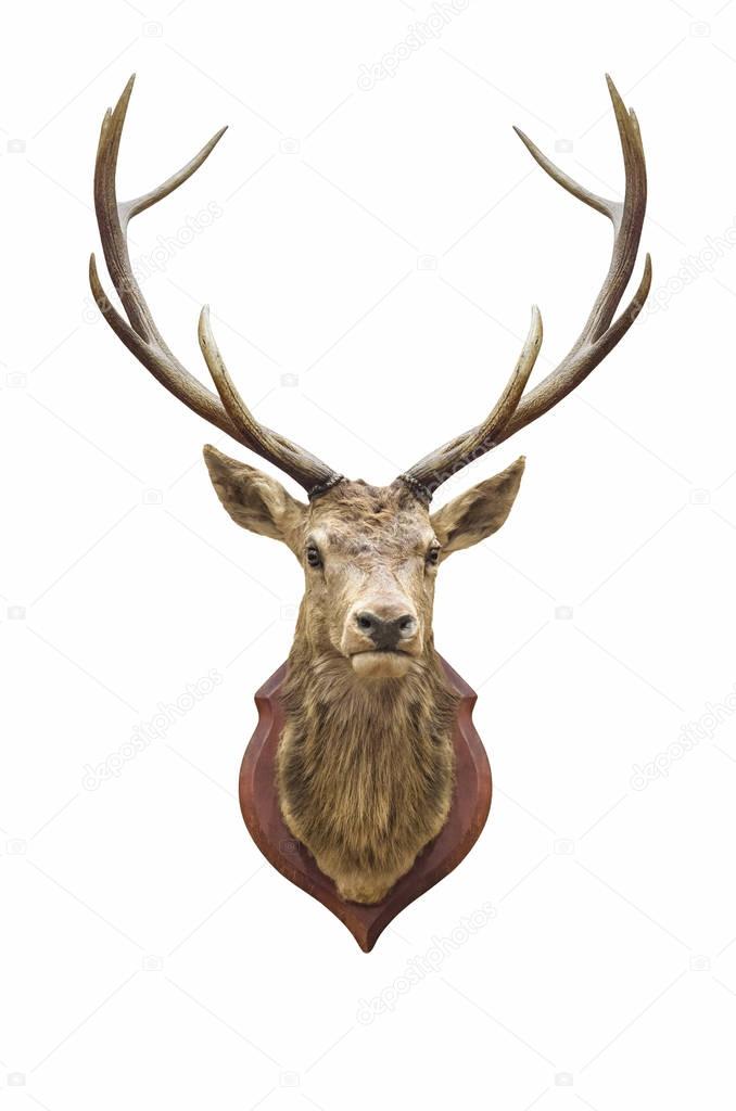 Stuffed deer head