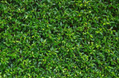 Yaprak yeşil duvar doku