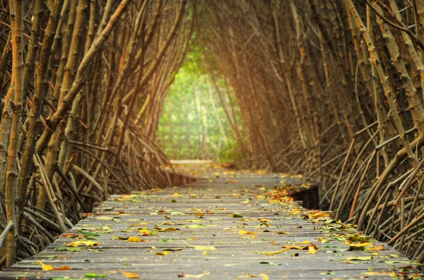 Passarelas entre manguezais — Fotografia de Stock