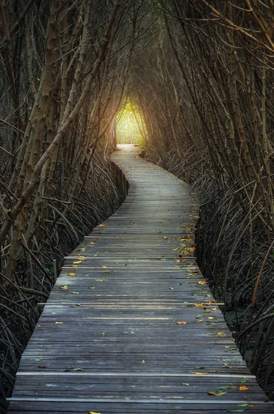 Mangrov orman arasında yürüyüş yolları — Stok fotoğraf