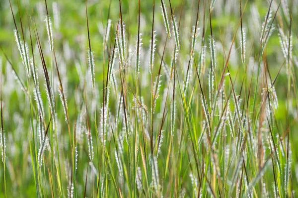 風に揺れる草 — ストック写真