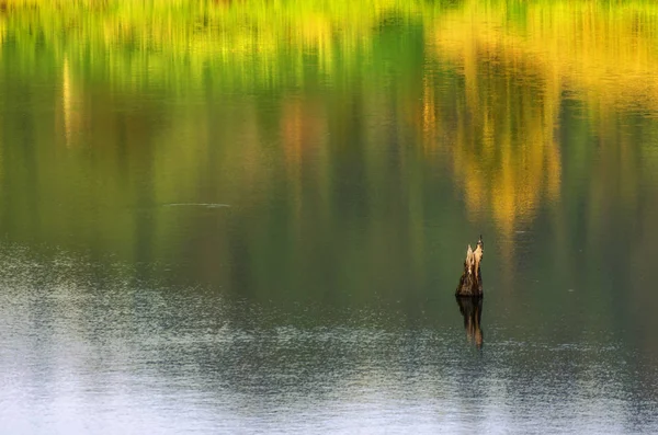 Albero morto in piedi in acqua — Foto Stock