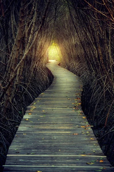 Passerelles dans la forêt de mangroves — Photo