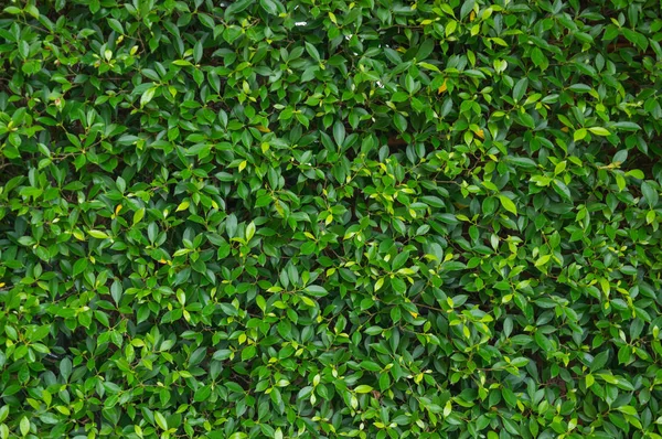 Liść zielony ściana tekstur — Zdjęcie stockowe