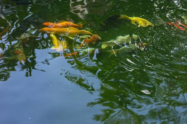 Karpfenfische schwimmen im Wasser — Stockfoto