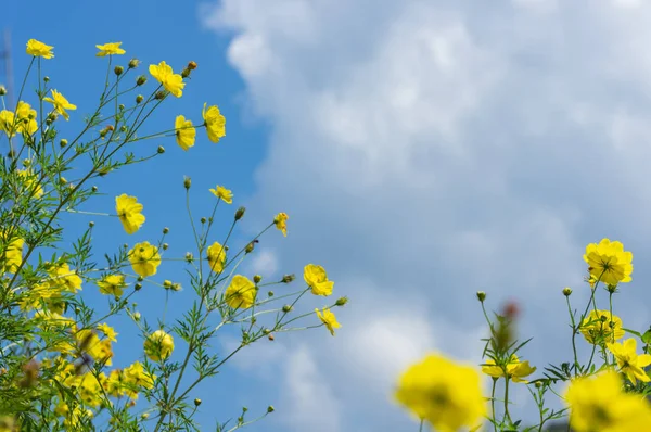 Beautiful yellow colorful daisies — Stock Photo, Image