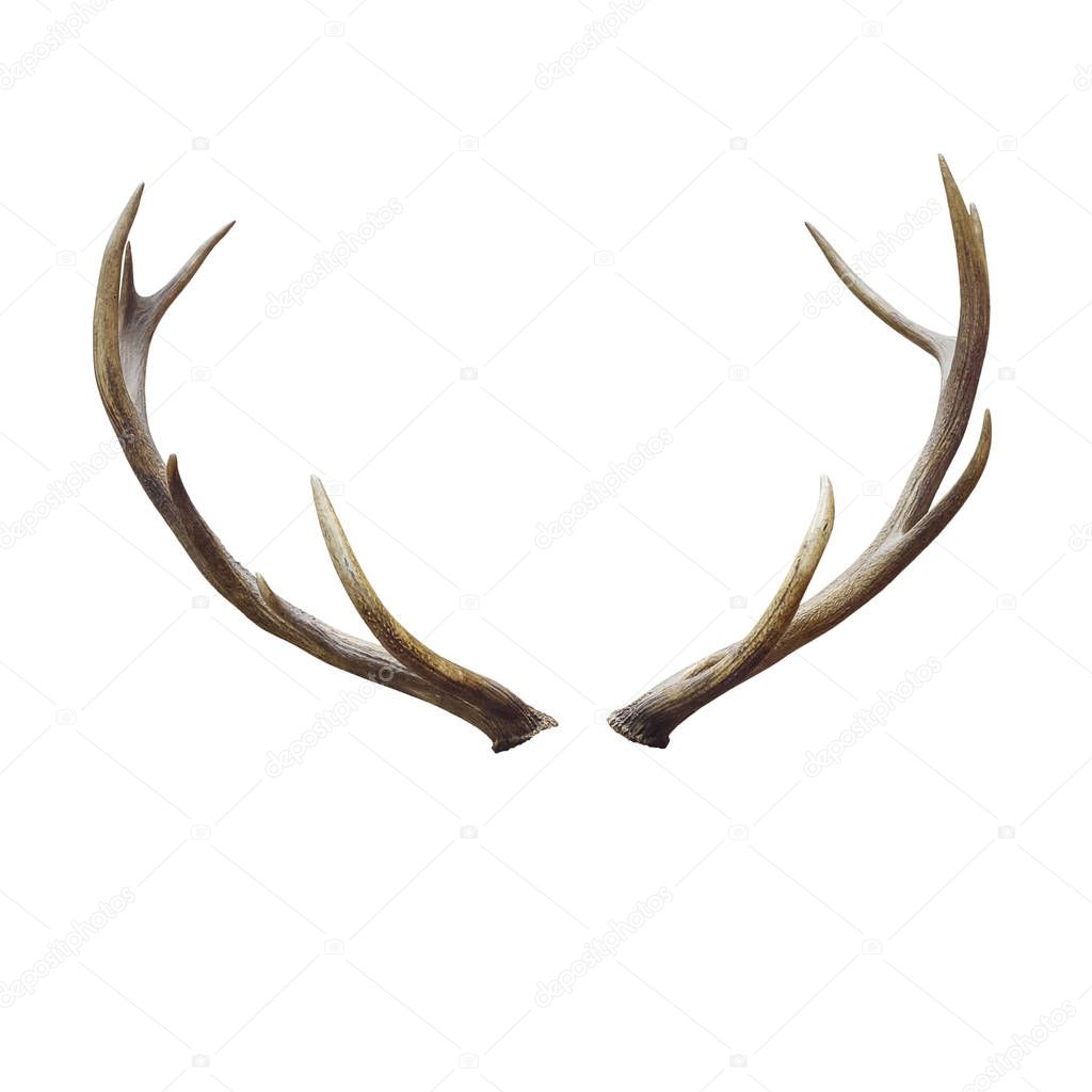 deer horns decoration