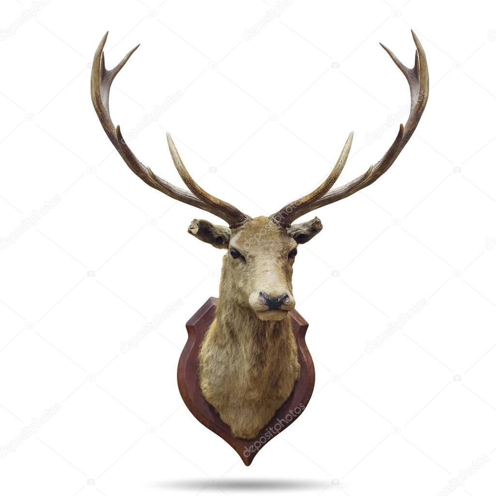 Stuffed deer head