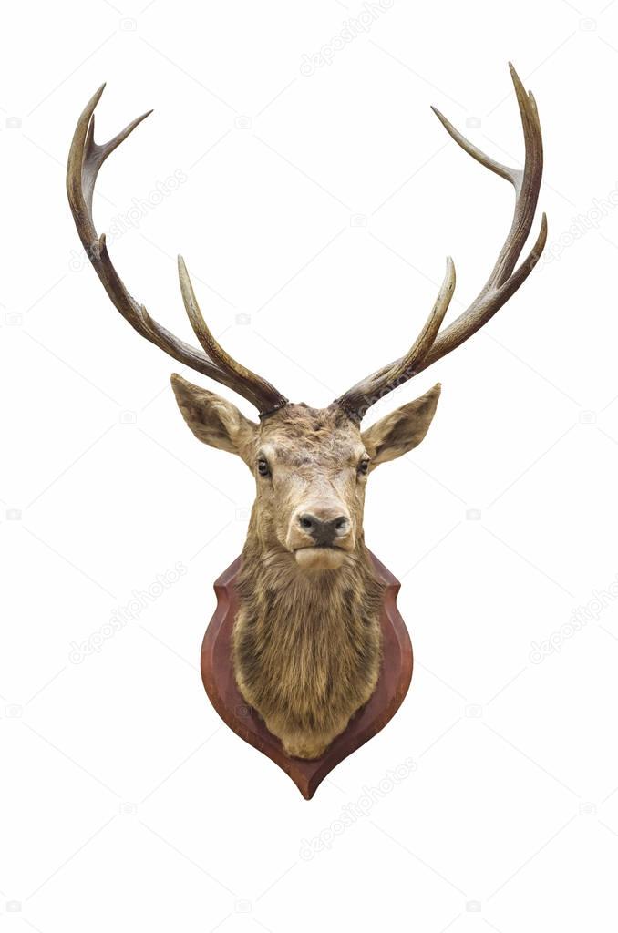 Stuffed deer head