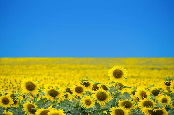 Hermoso campo de girasol —  Fotos de Stock