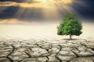 Ağaçlar ile değişen çevre