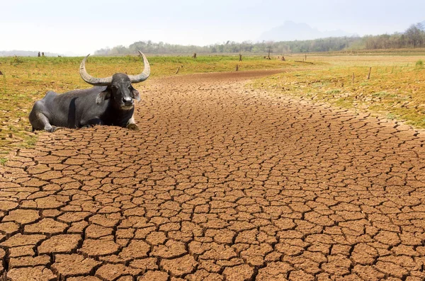 Opwarming, droogte in de zomer — Stockfoto