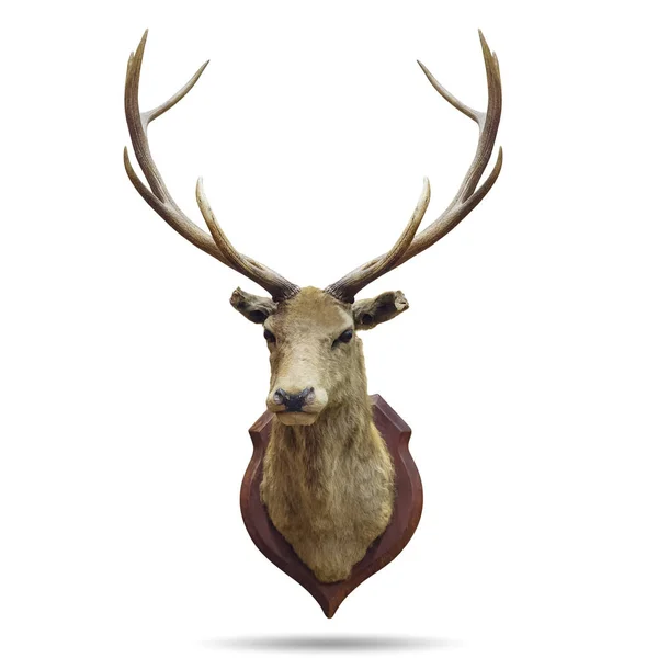 Deer  with horns isolated — Stock Photo, Image