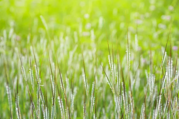 Prairie avec herbe verte — Photo